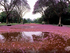 Jacaranda.Rosedal-1986